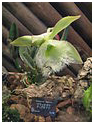 Orquidea